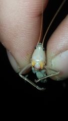 Neoconocephalus retusus