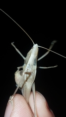 Neoconocephalus retusus