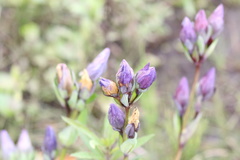 Gentianeae