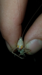 Neoconocephalus retusus