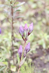 Gentianeae