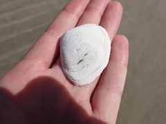Macoma