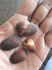 Barbatia