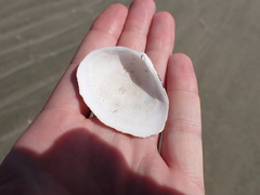 Macoma