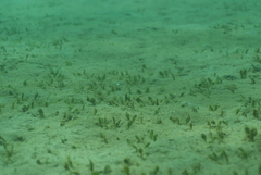 Halophila ovalis