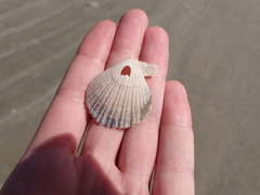 Chlamys