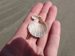 Chlamys