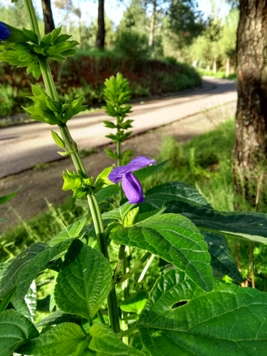 Mexican Sage