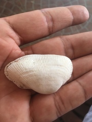 Barbatia