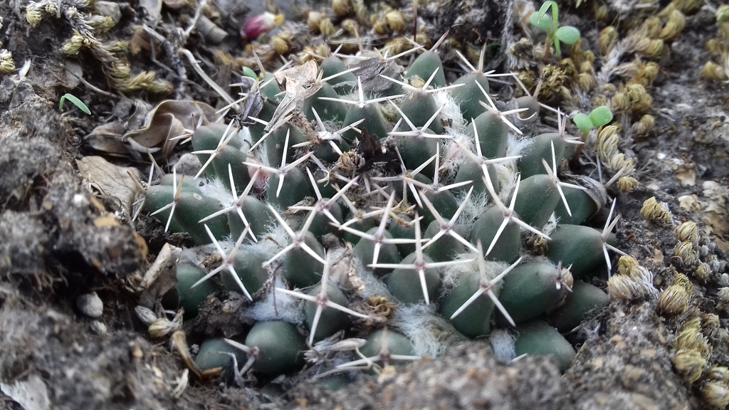 Mammillaria sempervivi