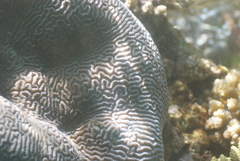 Leptoria phrygia