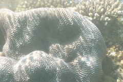 Leptoria phrygia
