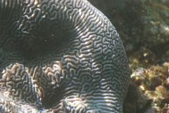 Leptoria phrygia