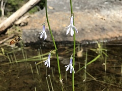 Lobelia dortmanna