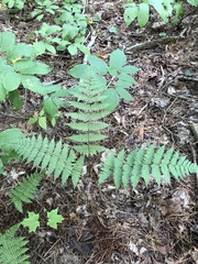 Dryopteris × triploidea