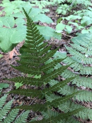 Dryopteris × triploidea