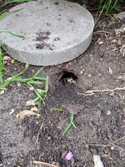 Sceloporus olivaceus