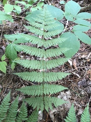 Dryopteris × triploidea