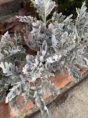 Jacobaea maritima