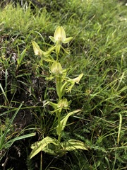 Habenaria intermedia