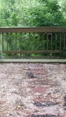 Sciurus carolinensis