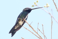 Heliomaster squamosus