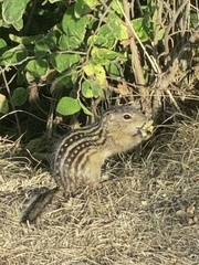 Ictidomys tridecemlineatus