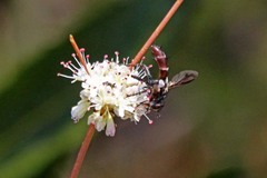 Cylindromyia bicolor