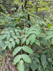 Aralia chinensis
