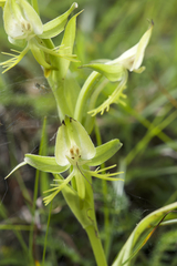 Habenaria intermedia