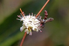 Cylindromyia bicolor