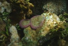 Fungia fungites
