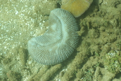 Ctenactis echinata