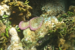 Fungia fungites