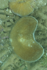 Ctenactis echinata