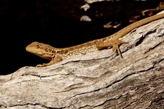 Ctenophorus modestus