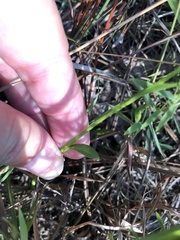 Erigeron vernus
