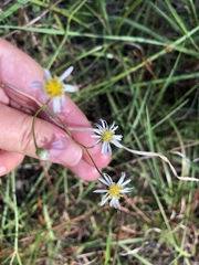 Erigeron vernus