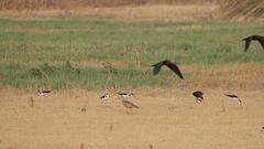 Himantopus mexicanus mexicanus