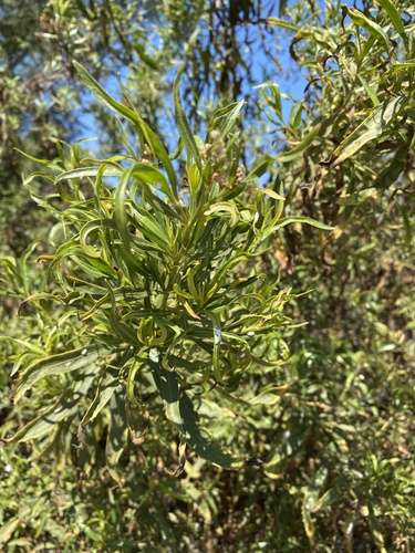 iNaturalist observation photo of mule fat