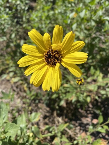 iNaturalist observation photo of California brittlebush