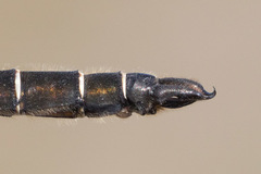 Somatochlora hudsonica