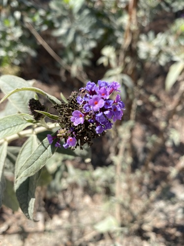 iNaturalist observation photo of Butterfly bush