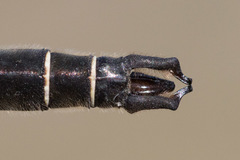 Somatochlora hudsonica