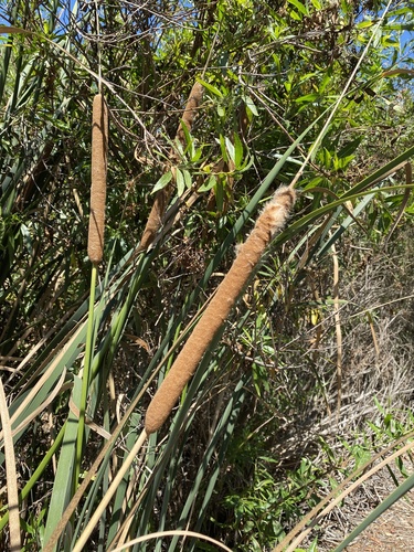 iNaturalist observation photo of southern cattail