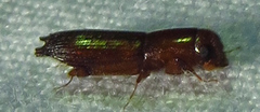 Platypodinae