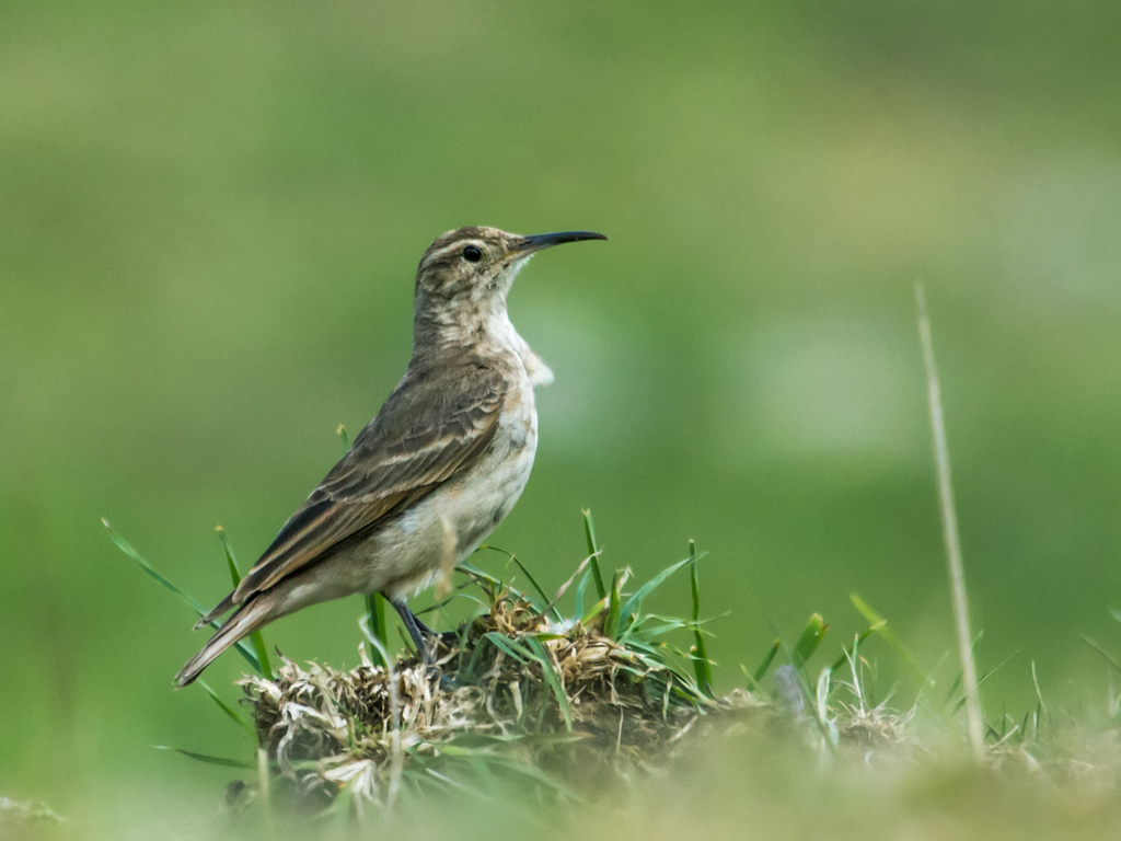 Slender-Billed Miner