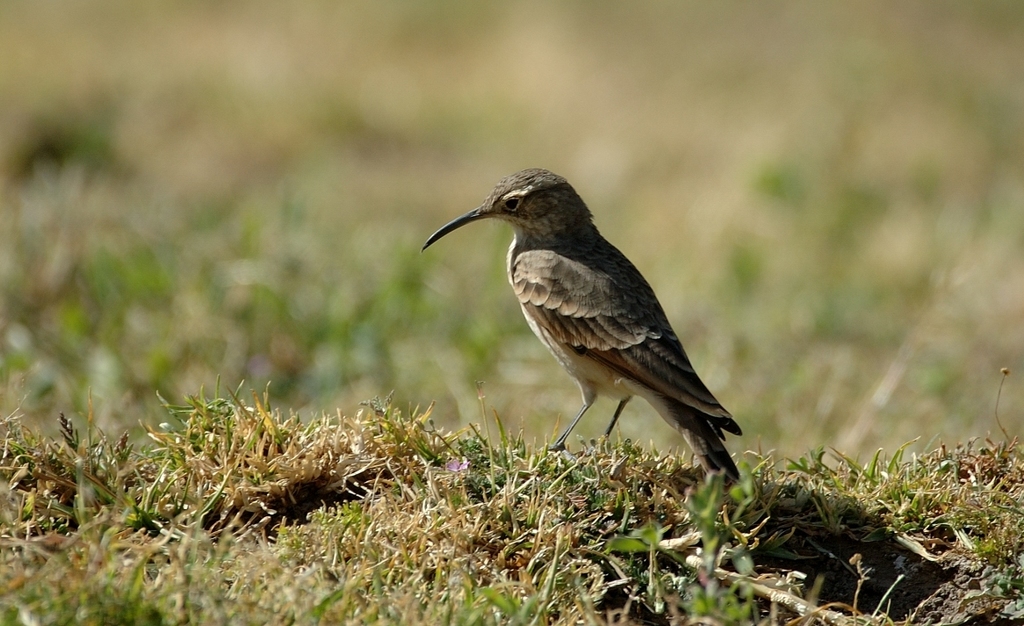 Slender-billed Miner