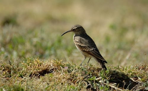 Slender-billed Miner