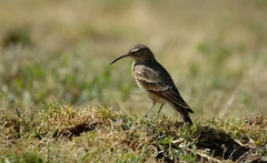 Slender-Billed Miner photo 2